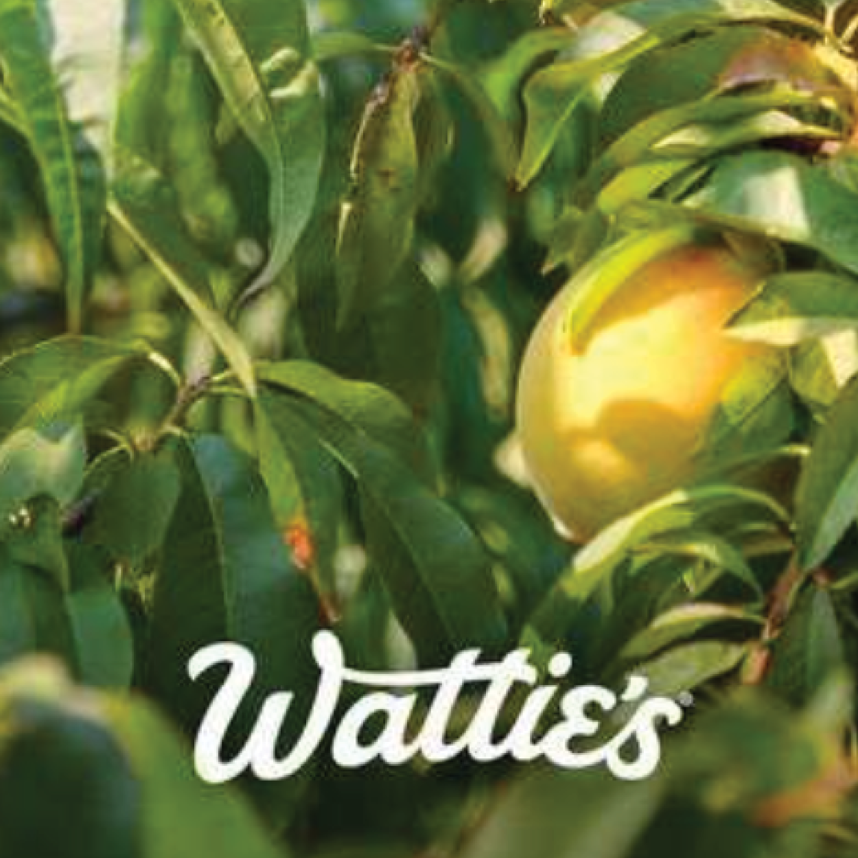 watties about watties about